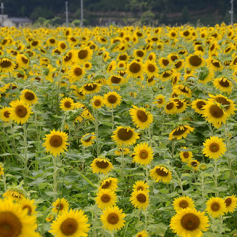 「佐用町ひまわり畑」の外観