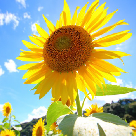 「ひまわりの丘公園」の外観