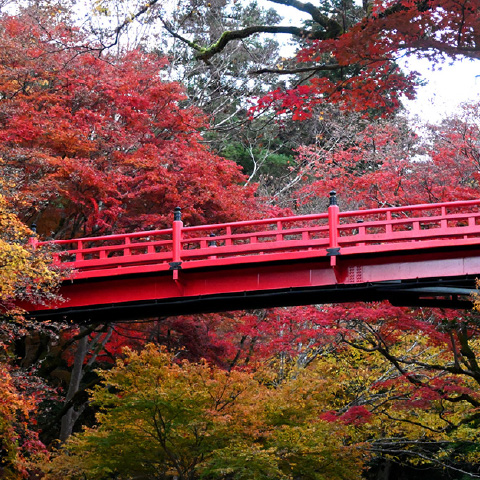 「養父神社」の外観