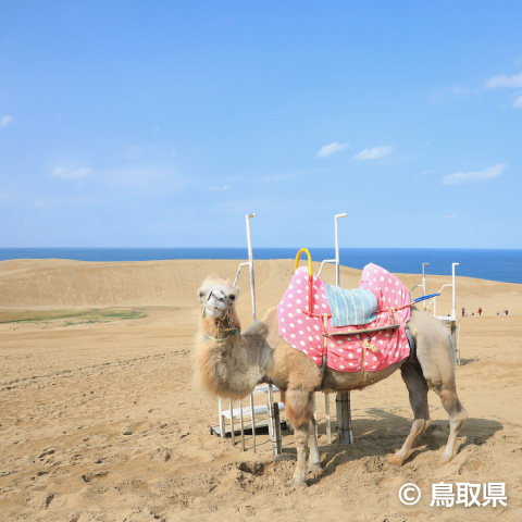 「鳥取砂丘」の外観